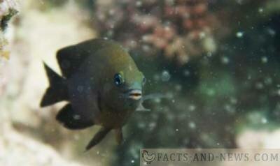 Scientists have discovered the world's first fish that has learned to domesticate other creatures Scientists have discovered the world's first fish that has learned to domesticate other creatures