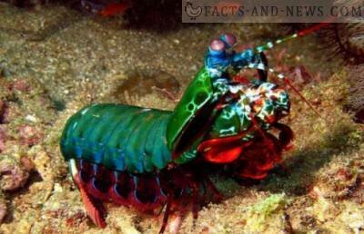 Mantis shrimp inspired scientists to create heavy-duty body armor and aircraft hulls